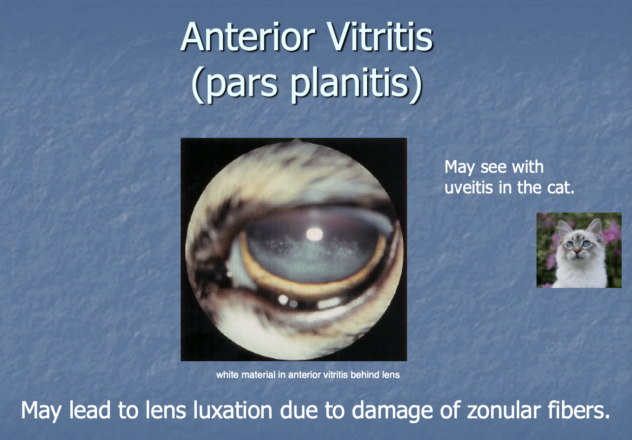 <p>uveitis in cats - may lead to lens luxation due to damage of zonular fbs.</p>