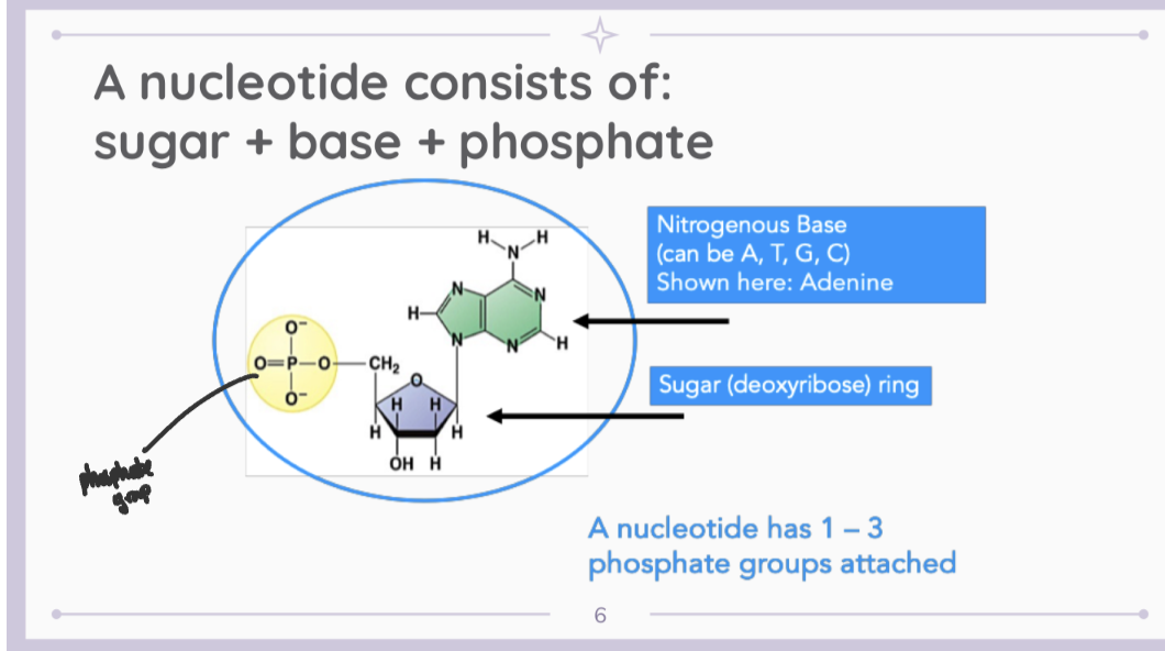 <p>sugar + base + phosphate</p>