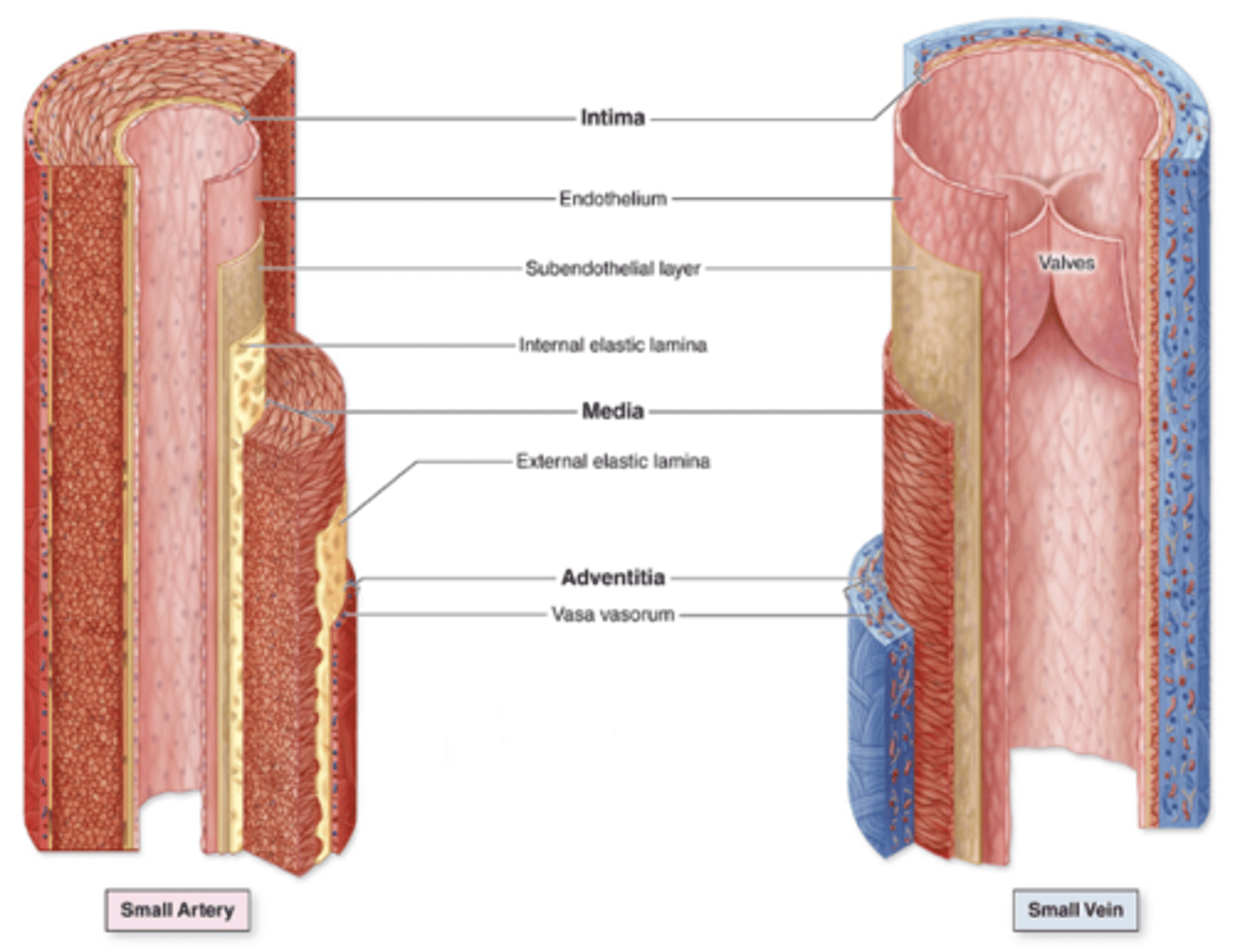 <p>What is the composition of the tunica intima?</p>