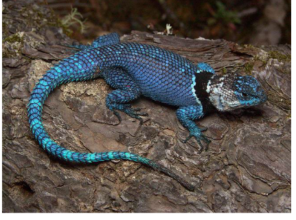 <p>Family:  Phrynosomatidae</p>