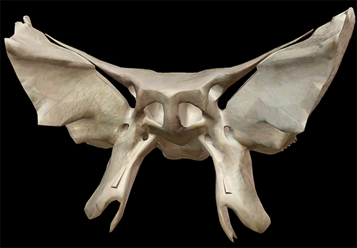 <p>What detached bone is this?</p>