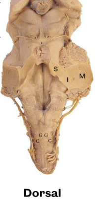 <p>process information from lower limb vs upper body (c for side and cephalic so lateral to gracile and for top of body)</p>