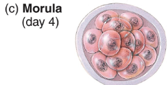 <p>by 4th day, the cluster of cells resembles a mulberry → morula</p><ul><li><p>(still surrounded by zona pellucida &amp; is still the size of a zygote)</p></li></ul><p></p>