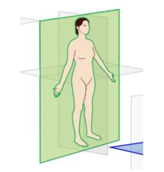<p>what does the coronal plane provide the ability to observe?</p>