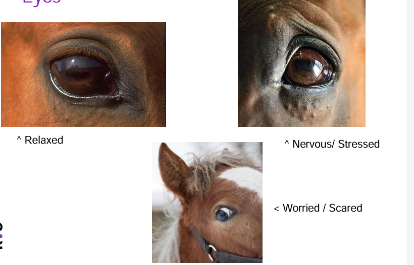 <ul><li><p>expressive</p></li><li><p>worried lines- wrinkled indicate discomfort, stress and fear</p></li><li><p>whites showing of hte eye- fear, alarm or anger</p></li></ul><p></p>