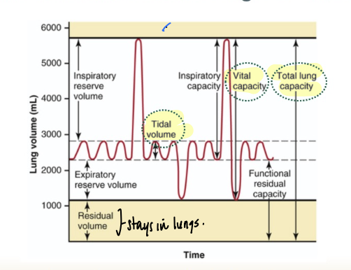 <p>tidal volume (which is the volume of air moved in and out of the lungs during the ventilation cycle- approx 0.5L), the vital capacity (which is the total volume of air that can be forcibly exhaled after a maximum inhalation), and residual volume (the volume of air remaining in the lungs after a maximal exhalation) </p>