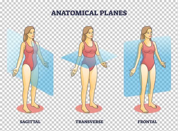 <p>sagittal (medial) plane</p>