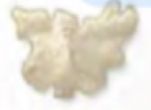 <p>Colony shape </p>