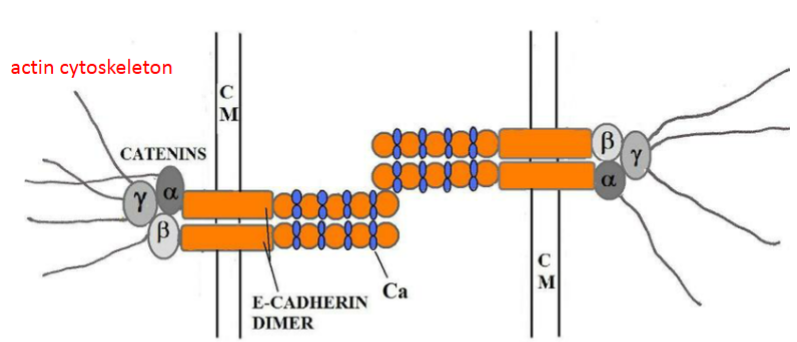 <ul><li><p>homodimers, mediates epithelial cells in adheren junctions</p></li><li><p>E-cadherins and cell association regulated by Ca<sup>++</sup> binding</p></li><li><p>this causes E-cadherin to extend out like a rod, enabling contact with other cell</p></li></ul><p></p>