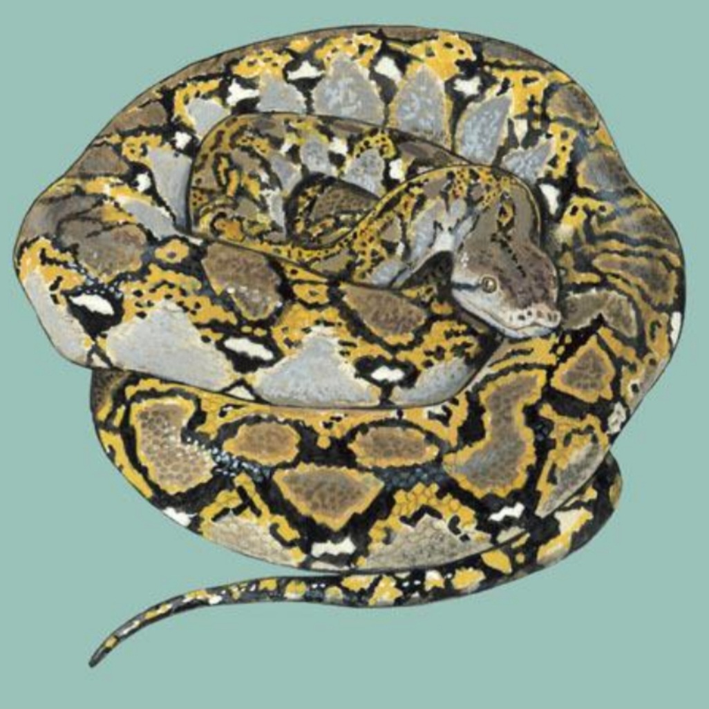 <p>name this animal</p>