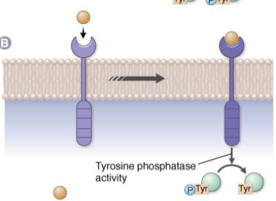 <p>What kind of transmembrane receptor with enzymatic cytosolic domain is this?</p>