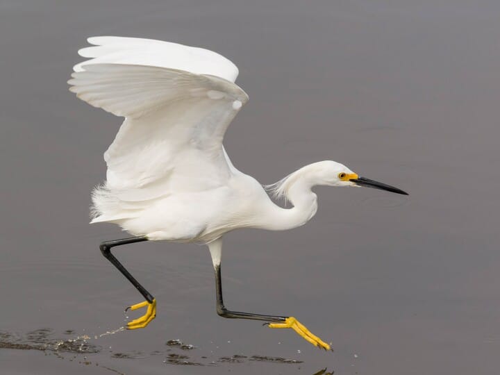 <p>Snowy Egret</p>