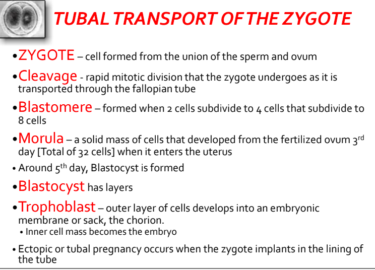 <p>xygote formed by fertilization</p><p>zygote undergoes rapid mitotic divison: cleavage </p>