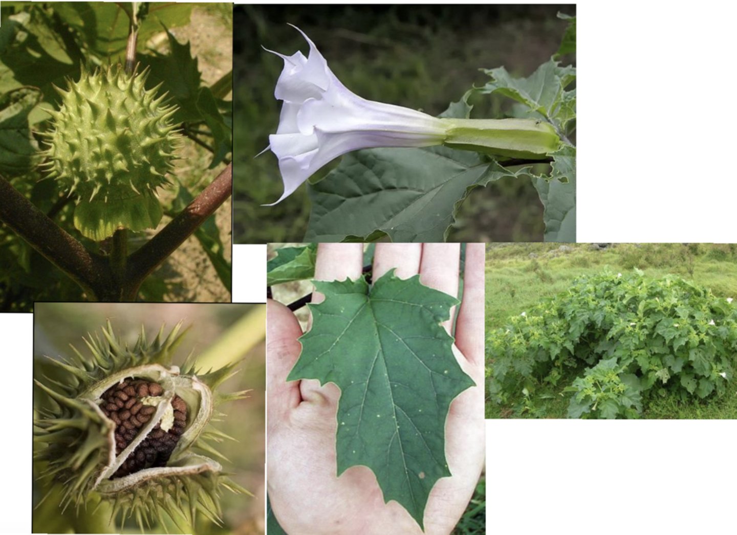 <p>Deadly member of the solanaceae family</p>