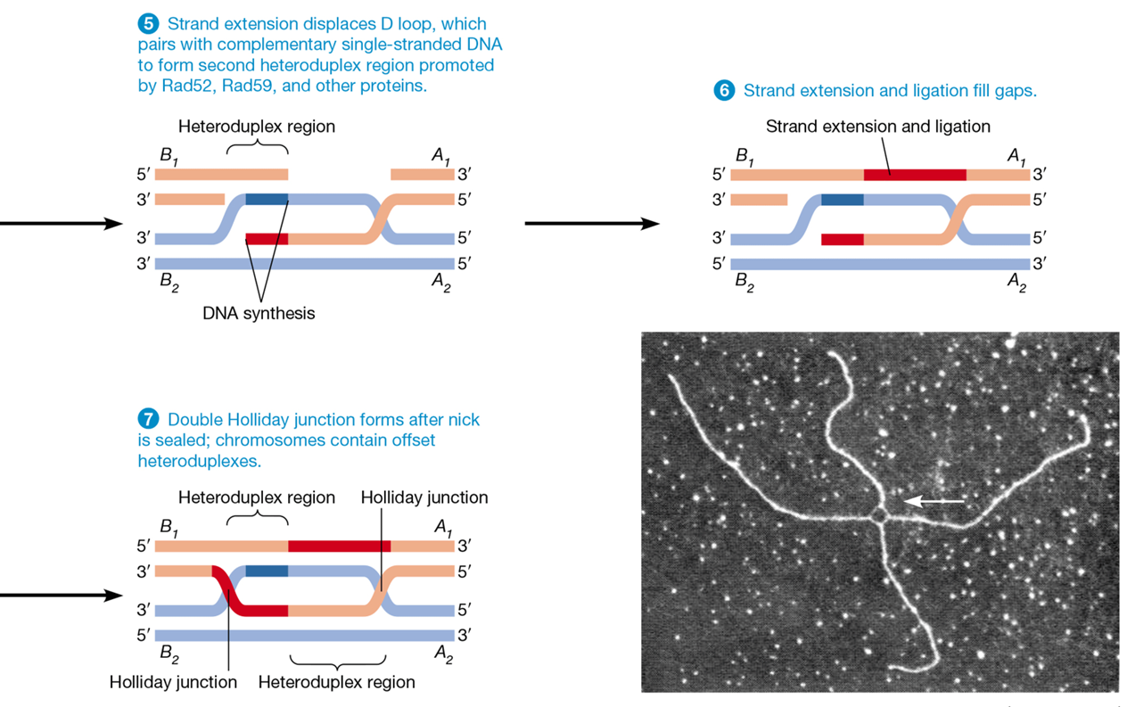 <p>uses the process of crossing over </p><p>homologue acts as template for accurate repair due to sequence similarity</p>