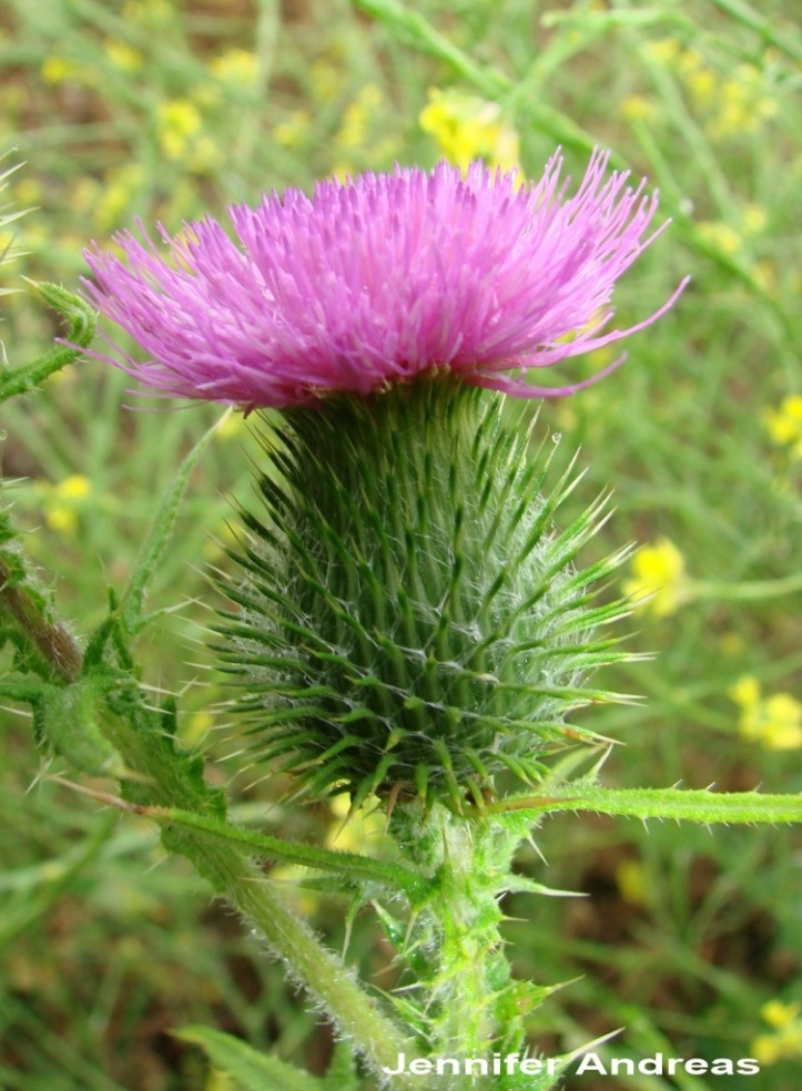 <p>Identify the weed</p>