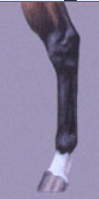 <p>leg marking</p>