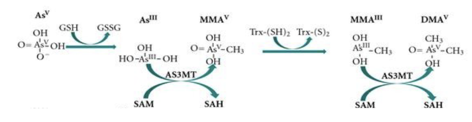 <p>• AsIII is most toxic, in terms of acute toxicity.</p><p>• As methyltransferase (AS3MT), cofactor SAM</p><p>• Monomethylarsonic acid (MMAv) to dimethylarsinic acid (DMAV)</p><p>– These two organic arsenic metabolites are not readily excreted.</p><p>• Thioredoxin (Trx) is a class of small redox proteins; AS3MT: arsenite</p><p>methyltransferase (human)</p><p></p>