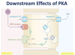<p>- Binds GPCR → ↑ cAMP → PKA activated → ↑ Aquaporin Channels</p>