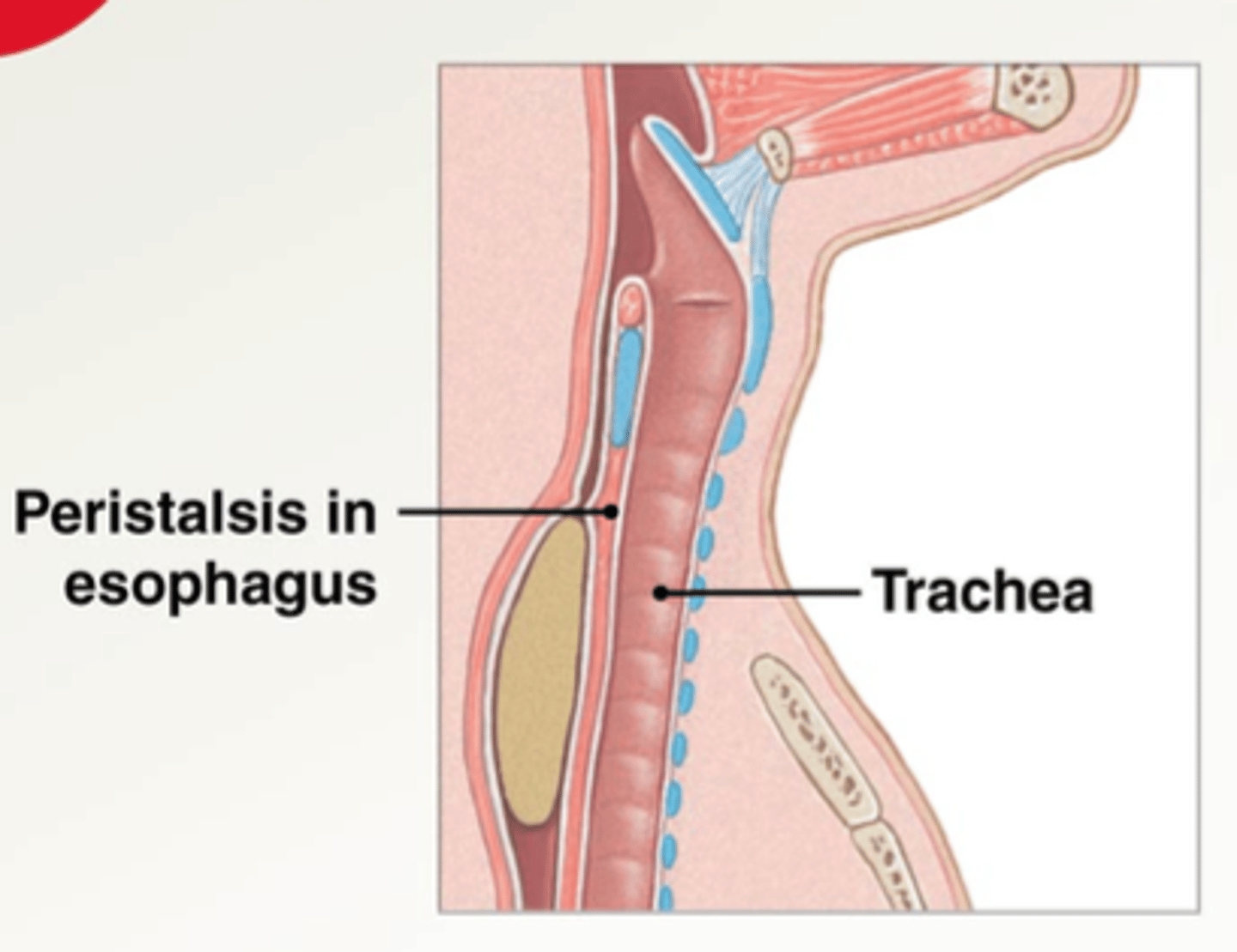 <p>The upper esophageal sphincter opens and the bolus begins moving down the esophagus.</p>