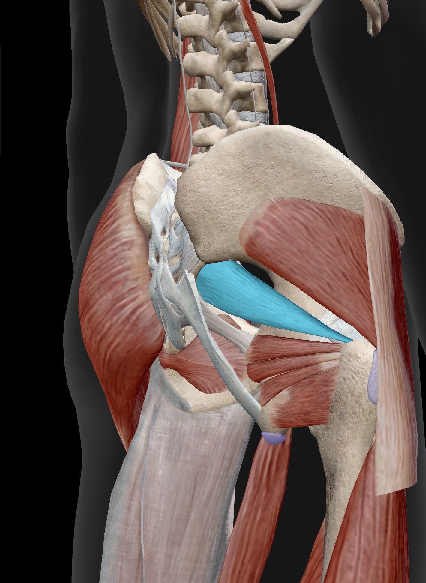 <p>Name the muscle and corresponding letter ( O = origin, I = insertion, A = actions, IN = innervation)</p><p>O</p><p>I</p><p>A</p><p>IN</p>