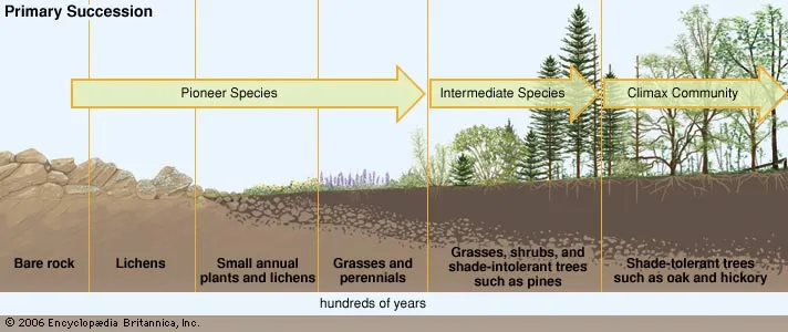 <p><u>Pioneer stage</u>: Hardy pioneer species e.g. lichen or grasses grow in the nutrient-poor conditions. By breaking down rocks/contributing organic matter, makes soil.</p><p><u>Intermediate stage</u>: <strong>Seral community</strong> forms. Larger plants e.g. shrubs, small trees, and herbaceous plants grow/contribute more shade/organic matter, improving soil. Attracts animals (nutrients cycling, seed dispersal)</p><p><u>Climax stage</u>: Self-sustaining ecosystem with diverse flora/fauna; large trees e.g. hickories, oaks</p>