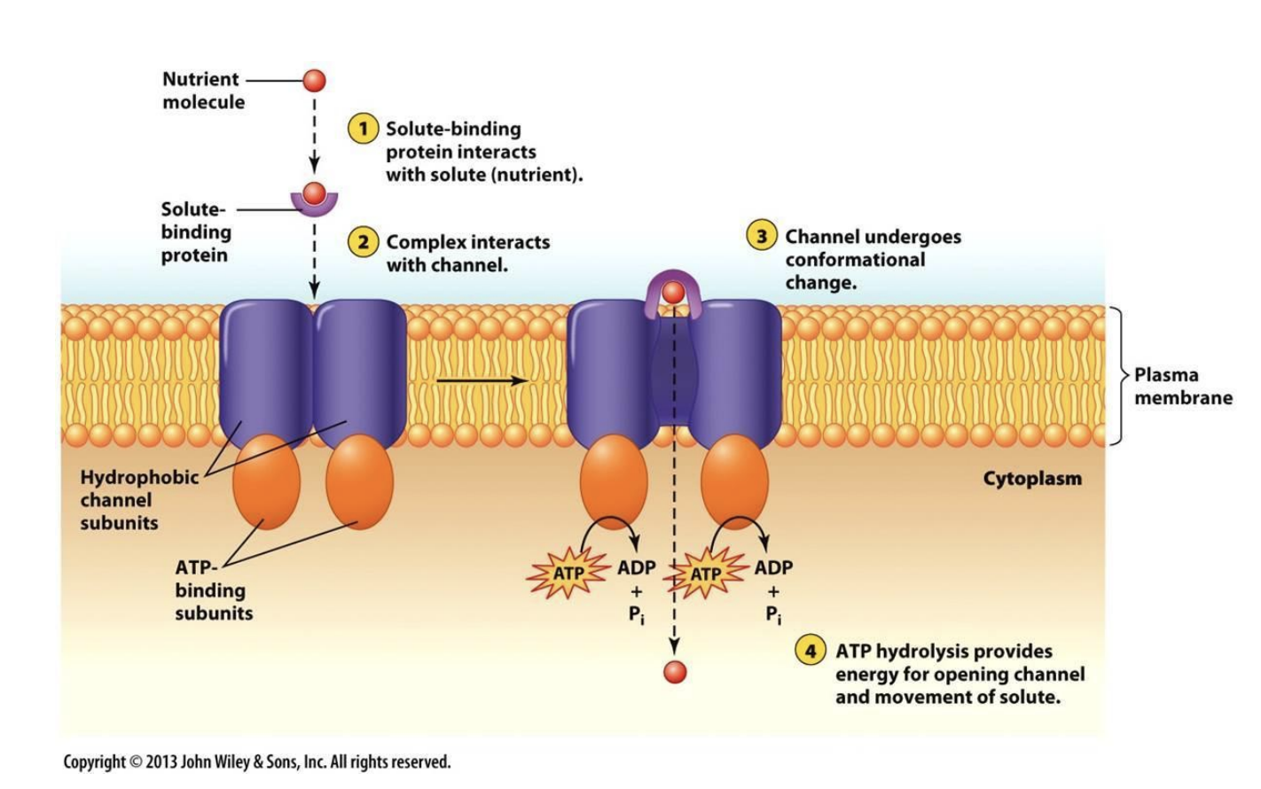 <p>ABC Transporter Mechanism</p><ol><li><p><span style="background-color: transparent;"><strong><u>solute/nutrient</u></strong> interacts with <strong><u>solute-binding protein</u></strong> → complex</span></p></li><li><p><span style="background-color: transparent;">complex interacts with (<strong><u>closed</u></strong>) channel</span></p></li><li><p><span style="background-color: transparent;">conformational change </span></p></li><li><p><span style="background-color: transparent;"><strong><u>ATP hydrolysis</u></strong> provides energy → channel <strong><u>opens</u></strong> + solute moves inside</span></p></li></ol><p></p>