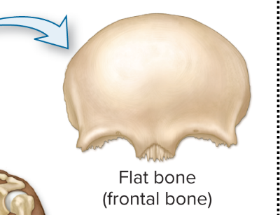 <p>Flat bones</p>
