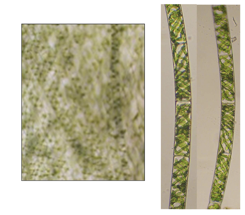 <p>Identificar la alga</p>