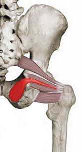 <p>Runs from the obturator foramen to the femur</p>
