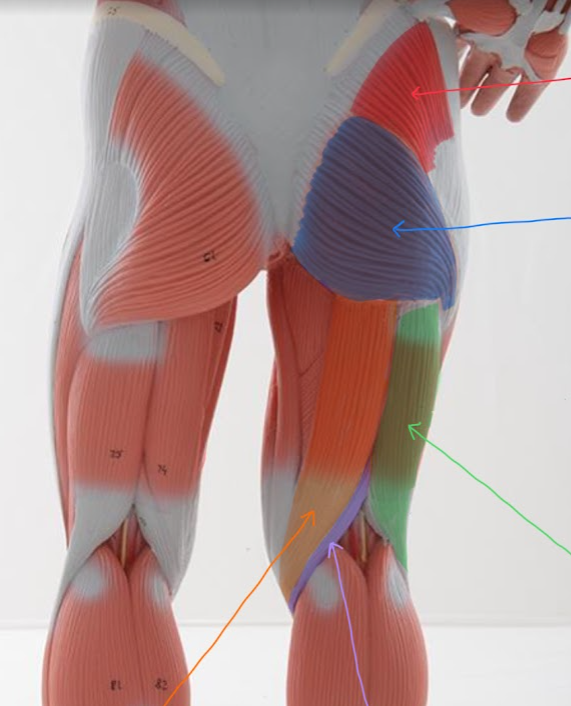 <p>Name the structure highlighted in GREEN / with GREEN ARROW, function</p>