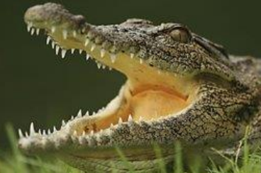 <p>This shows the respiratory system of class Reptilia, they are ectotherms. The air is pushed into lungs by contracting mouth cavity <strong>OR</strong> pulled into lungs by using body wall muscles. Unlike other reptiles, crocodiles have a _____ which separates the mouth cavity and the respiratory passageway.</p>
