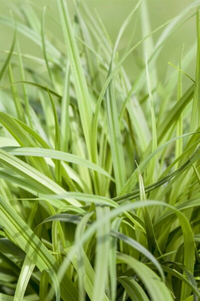 <p>Yellow green, shiny, male spike forms club</p>