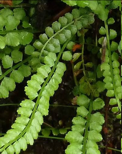<p>It is a small, delicate, evergreen perennial fern that thrives in cool, shaded, calcareous rock crevices and damp talus slopes. It is widely distributed across the temperate regions of the Northern Hemisphere, including North America, Europe, and Asia.</p>