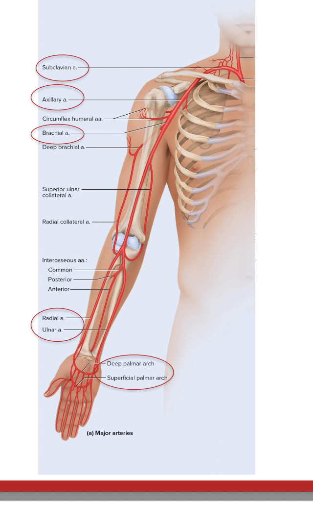 <p>major arteries of upper limb</p>