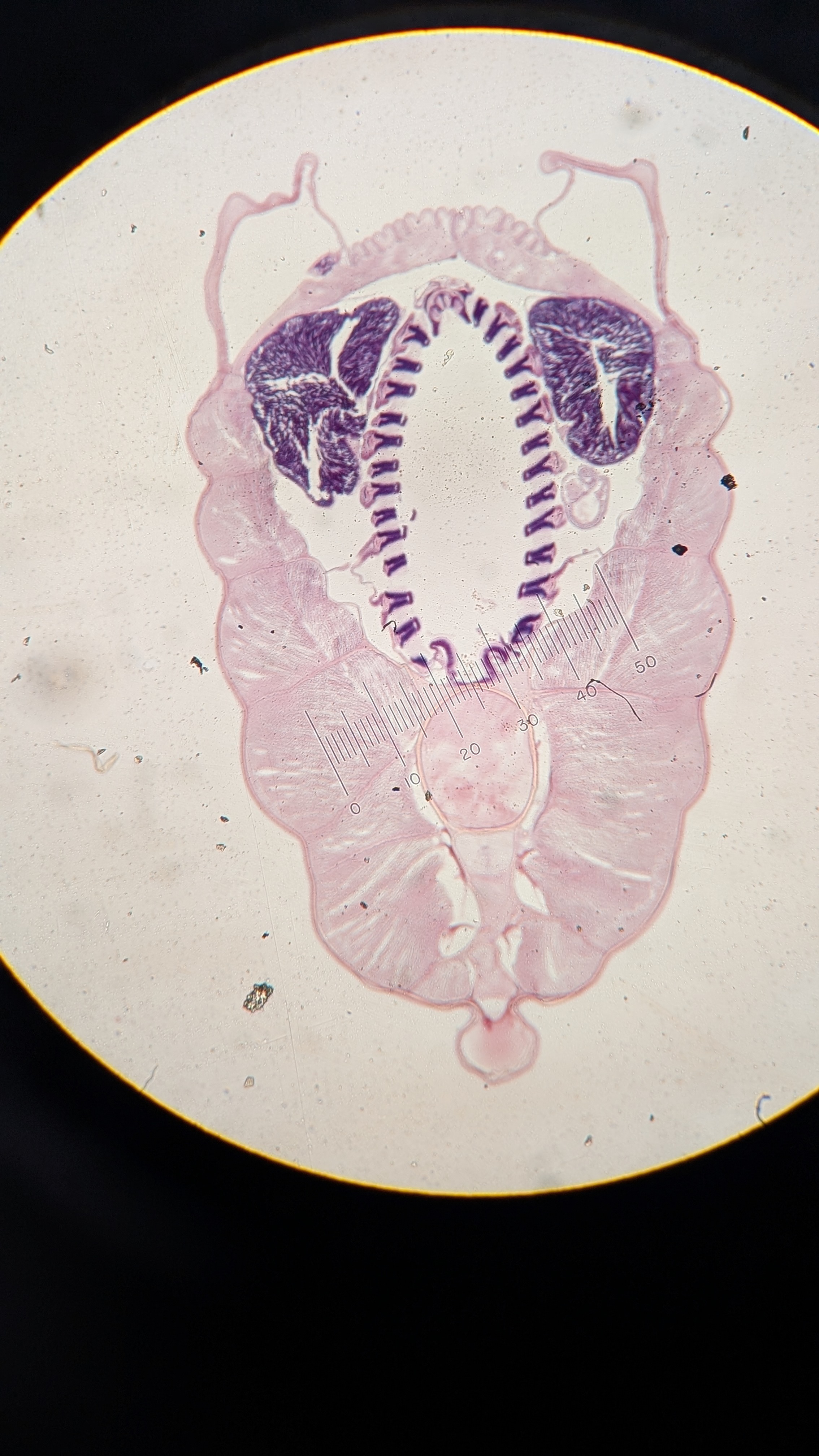 <p>Identify</p>