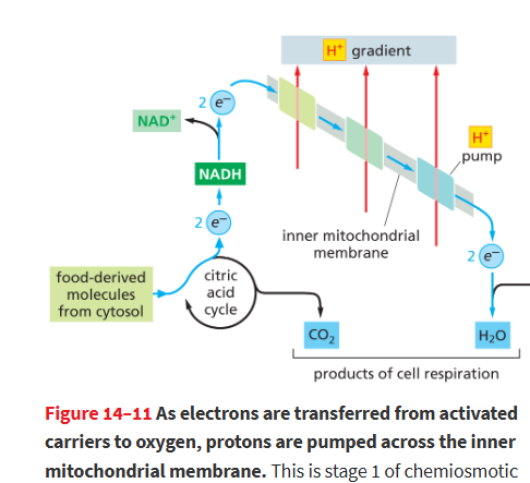 <p>To molecular oxygen (O2), forming water (H2O).</p>