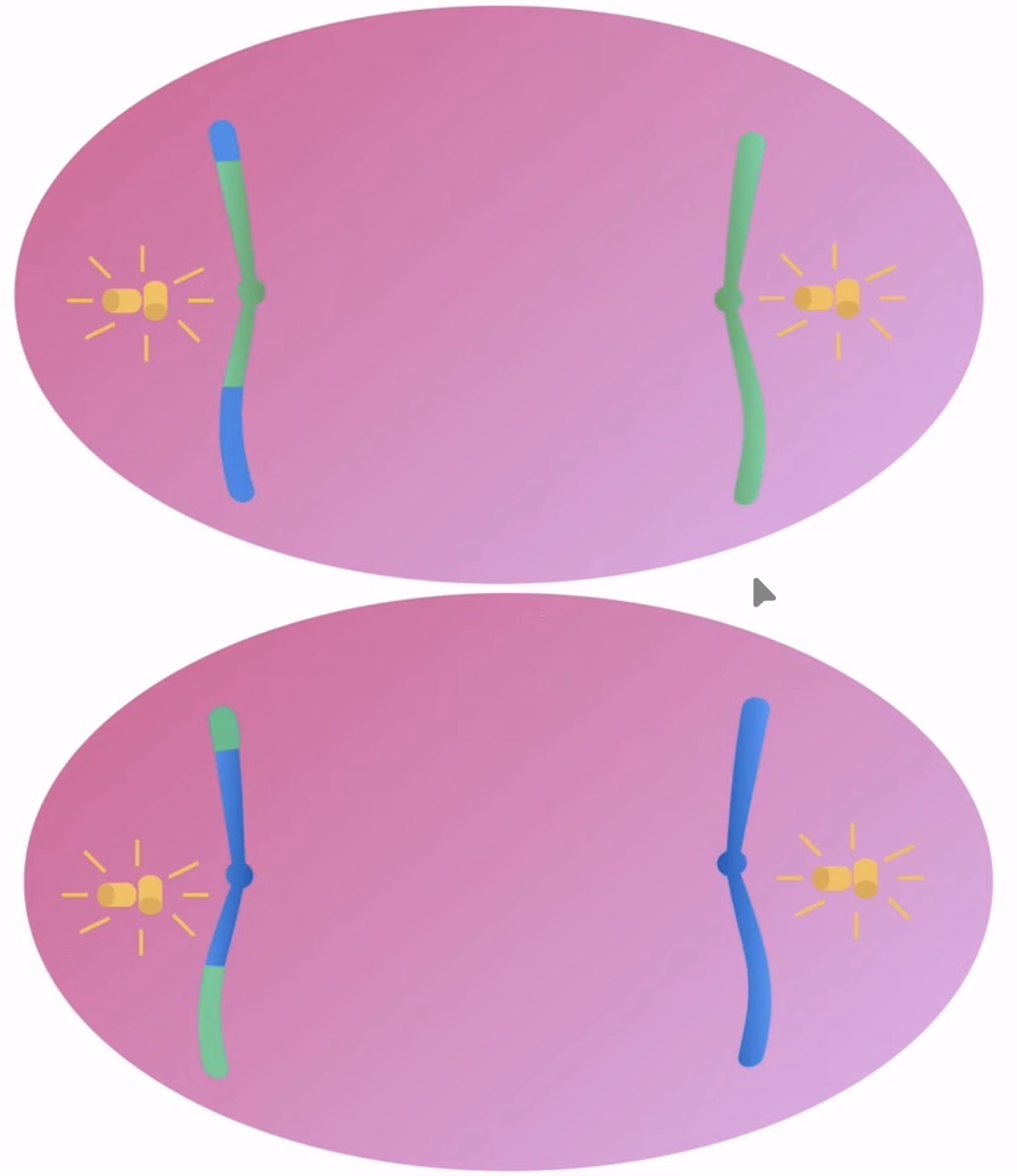 <p>What happens in Anaphase 2? (Meiosis)</p>