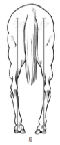 <p>internal rotation, undesirable, uncommon</p>