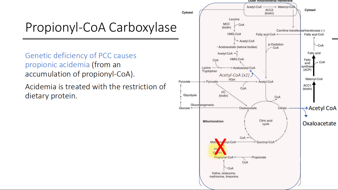 <p>propionic acidemia (from an accumulation of propionyl-CoA)</p><ul><li><p>treated with the restriction of dietary protein.</p></li></ul><p></p>