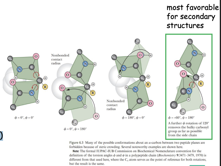 <p>Steric Constraints on φ/ψ Angles</p><ul><li><p>what do most <strong>φ/ψ combinations cause?</strong></p></li><li><p>what percentage of <strong>f φ/ψ space</strong> sterically allowed?</p></li><li><p>what does this restriction explain?</p></li></ul><p></p>