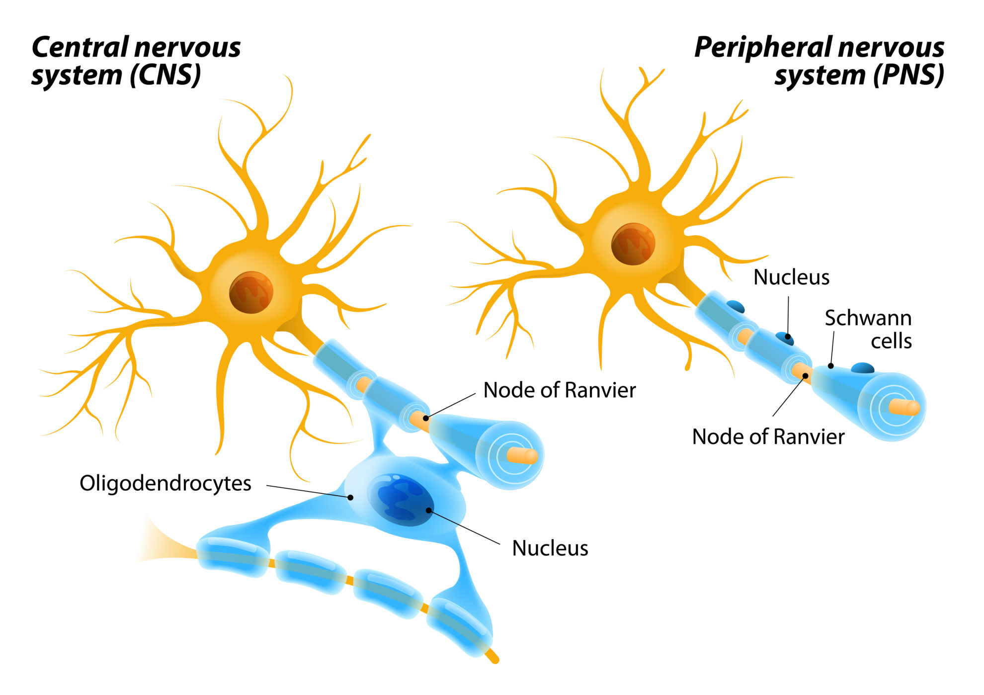 <ul><li><p>oligodendrocytes myelinate axons in the Central Nervous System (CNS). One cell extends multiple arms to insulate up to 50 different nerve fibers simultaneously in the tightly packed brain.</p></li></ul><p></p><ul><li><p>Schwann cells myelinate axons in the Peripheral Nervous System (PNS). One cell dedicates its entire body to insulating just a single segment of the axon.</p></li></ul><p></p>