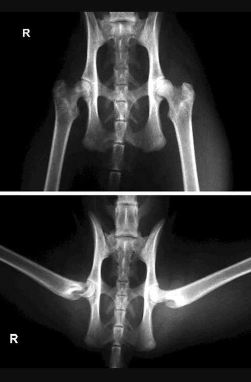 <p>Spheroidal Joints </p>