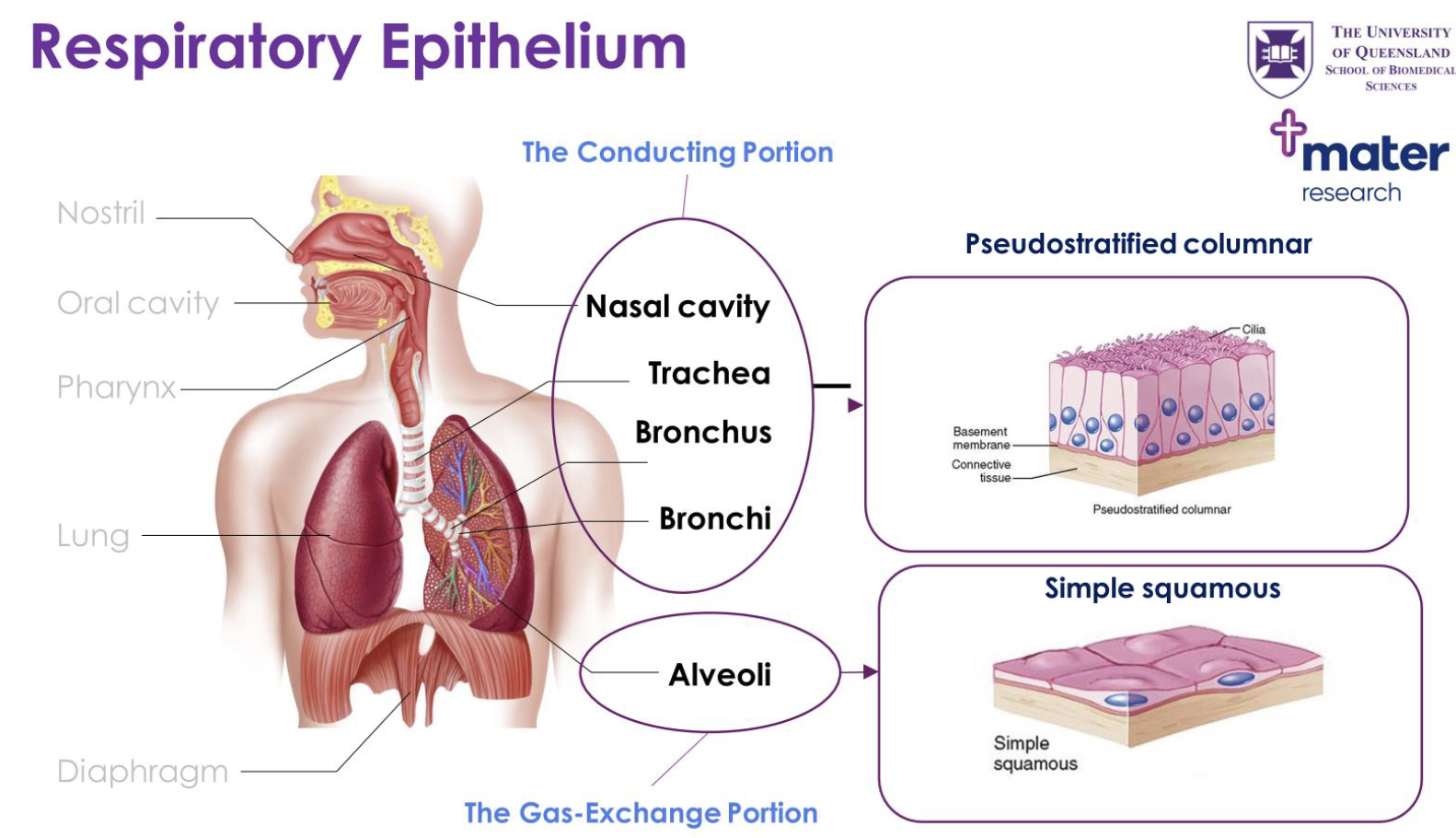 <p><strong>Conducting portion:</strong></p><ul><li><p>nasal cavity + trachea + bronchus + bronchi</p></li><li><p>pseudostratified columnar epithelial cells</p></li></ul><p><strong>Gas-exchange portion:</strong></p><ul><li><p>alveoli</p></li><li><p>simple squamous</p></li></ul><p></p>