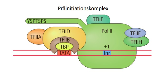 <p>GTFs sind <span style="color: blue;">Proteine</span>, die zusammen mit der RNA‑Polymerase II den<span style="color: blue;"> Präinitiationskomplex</span> am Promotor bilden und die <span style="color: blue;">basale</span> Transkriptionsaktivität ermöglichen.</p>