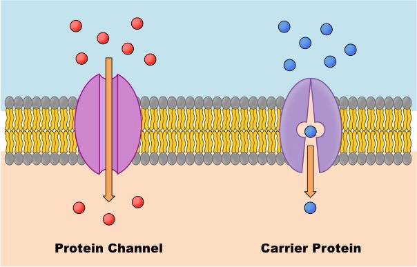 <p>channels don’t change shape while open and is always passive; carriers change shape during transport and can be passive or active</p>