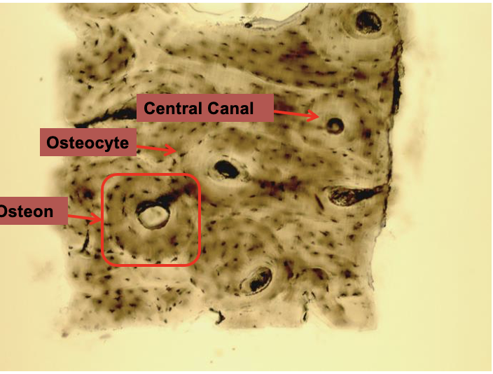 <p>vascular and heals rapidly, produce osteocytes</p>