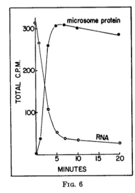 <p>interpret the experiment that demonstrated that tRNAs are the adaptor molecules needed to decode the genetic code</p>