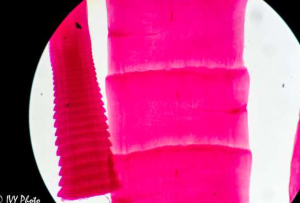 <p>Phylum &amp; name?</p>