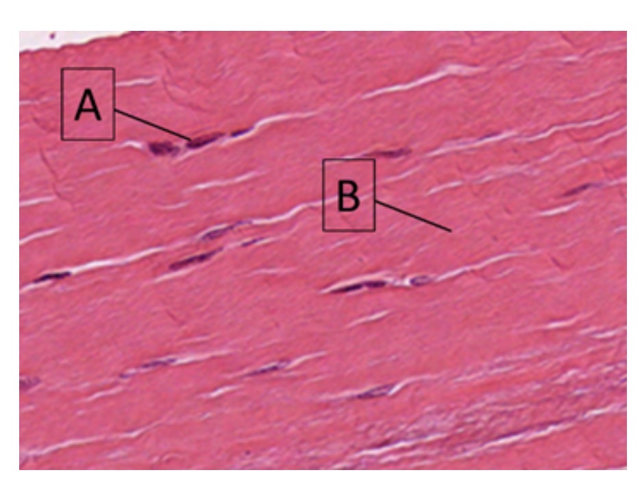<p>name cell A</p>